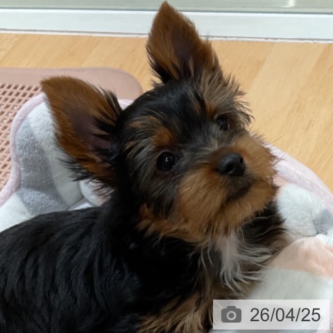 石川県のヨークシャーテリア (ペットプラス 新小松店/2026年2月8日生まれ/男の子/スチールブルータン)の子犬の3枚目の画像