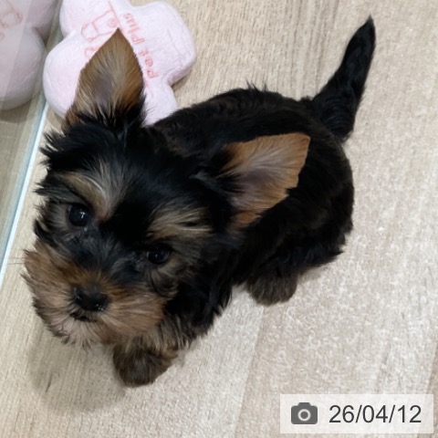 ヨークシャー・テリアの写真