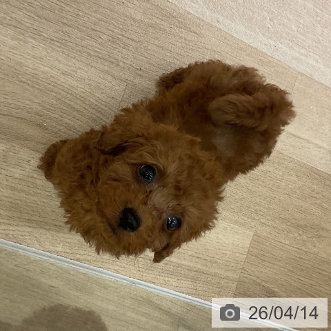 トイ・プードルの写真