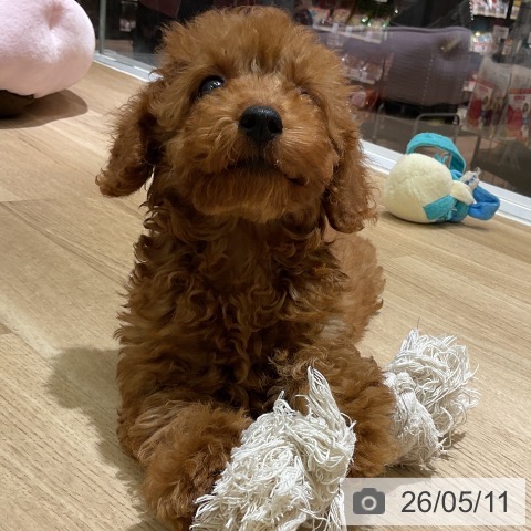 愛知県のトイプードル(トイ) (ペットプラス イオンモール豊川店/2026年2月9日生まれ/男の子/レッド)の子犬の4枚目の画像