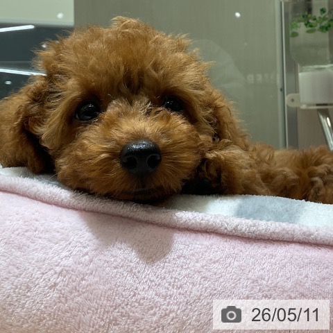 愛知県のトイプードル(トイ) (ペットプラス イオンモール豊川店/2026年2月9日生まれ/男の子/レッド)の子犬の3枚目の画像