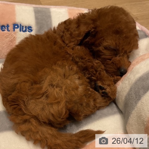 トイ・プードルの写真