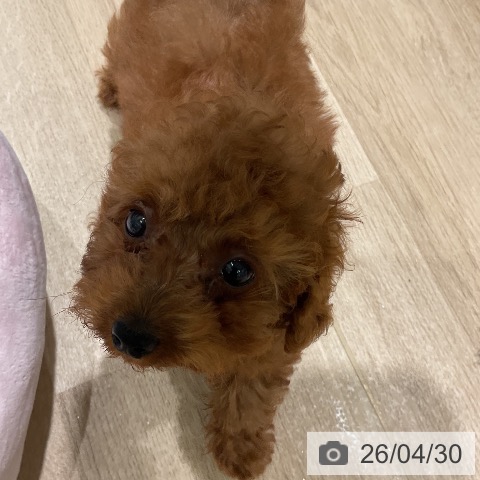 三重県のトイプードル(トイ) (ペットプラス 鈴鹿店/2026年2月9日生まれ/男の子/レッド)の子犬の4枚目の画像