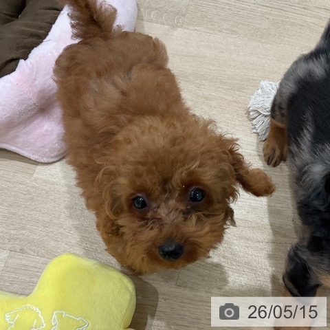 三重県のトイプードル(トイ) (ペットプラス 鈴鹿店/2026年2月9日生まれ/男の子/レッド)の子犬の4枚目の画像