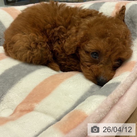 トイ・プードルの写真