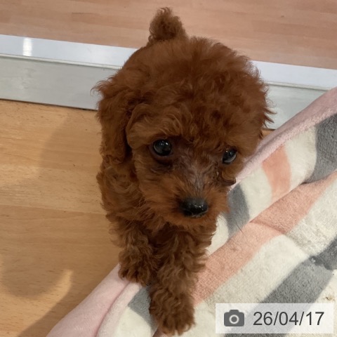 愛知県のトイプードル(トイ) (ペットプラス 名古屋茶屋店/2026年2月9日生まれ/男の子/レッド)の子犬の4枚目の画像