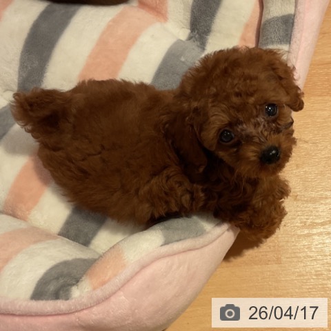 愛知県のトイプードル(トイ) (ペットプラス 名古屋茶屋店/2026年2月9日生まれ/男の子/レッド)の子犬の3枚目の画像