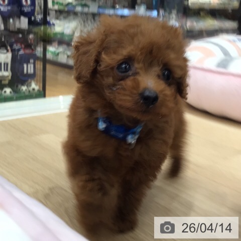 トイ・プードルの写真