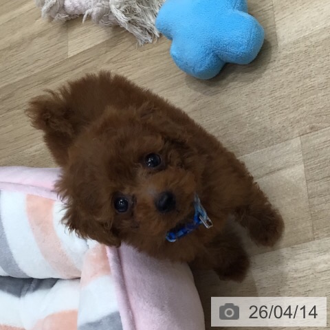 トイ・プードルの写真