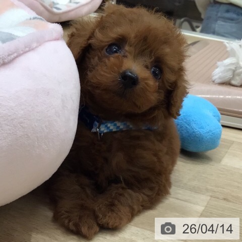 トイ・プードルの写真