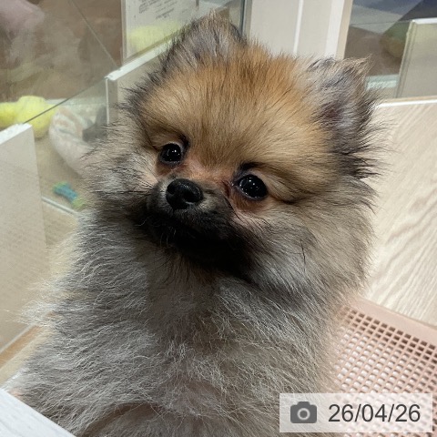 石川県のポメラニアン (ペットプラス かほく店/2026年2月9日生まれ/男の子/オレンジセーブル)の子犬の3枚目の画像