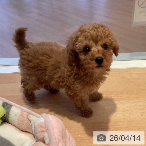 トイ・プードルの写真