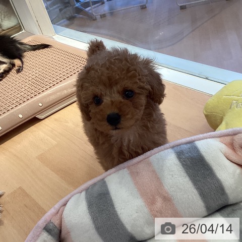 トイ・プードルの写真