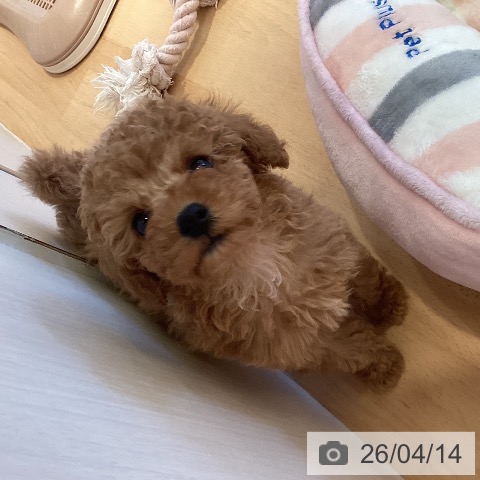 トイ・プードルの写真