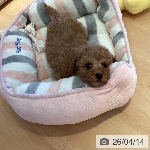 トイ・プードルの写真