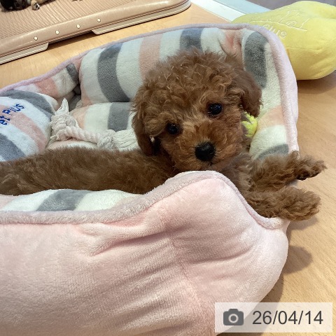 トイ・プードルの写真