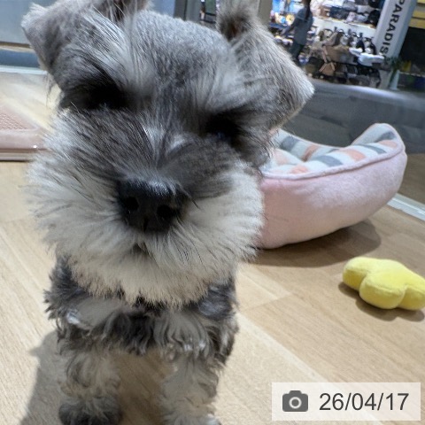 大阪府のミニチュアシュナウザー (ペットプラス イオン大日店/2026年2月11日生まれ/男の子/ソルトペッパー)の子犬の4枚目の画像