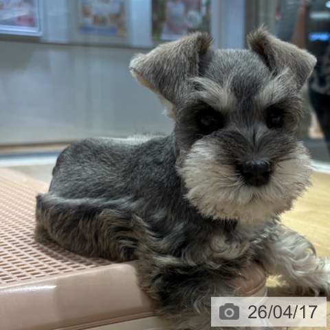 大阪府のミニチュアシュナウザー (ペットプラス イオン大日店/2026年2月11日生まれ/男の子/ソルトペッパー)の子犬の3枚目の画像