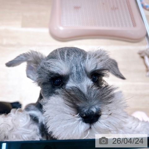 大阪府のミニチュアシュナウザー (ペットプラス イオン大日店/2026年2月11日生まれ/男の子/ソルトペッパー)の子犬の3枚目の画像