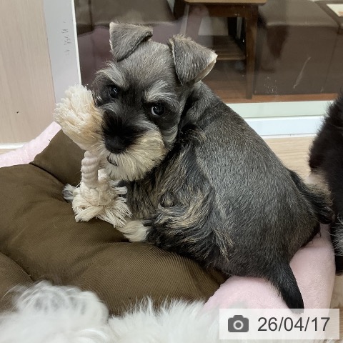 大阪府のミニチュアシュナウザー (ペットプラス ららぽーと和泉店/2026年2月11日生まれ/女の子/ソルトペッパー)の子犬の3枚目の画像