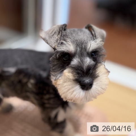 ミニチュア・シュナウザーの写真