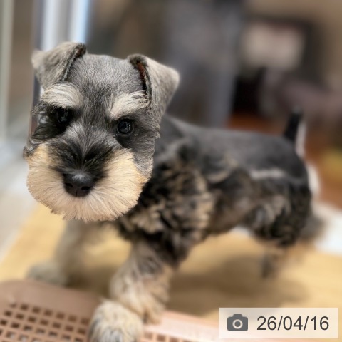 ミニチュア・シュナウザーの写真