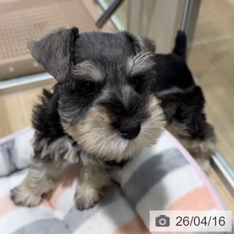 ミニチュア・シュナウザーの写真