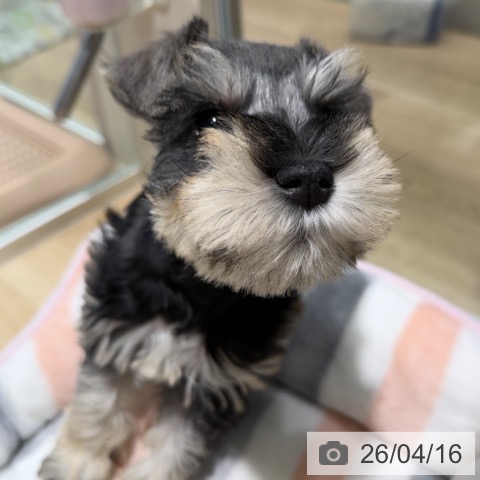 ミニチュア・シュナウザーの写真