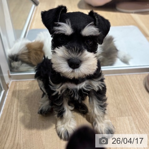 大阪府のミニチュアシュナウザー (ペットプラス イオン大日店/2026年2月11日生まれ/女の子/ブラックシルバー)の子犬の4枚目の画像