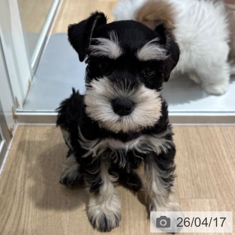 大阪府のミニチュアシュナウザー (ペットプラス イオン大日店/2026年2月11日生まれ/女の子/ブラックシルバー)の子犬の3枚目の画像