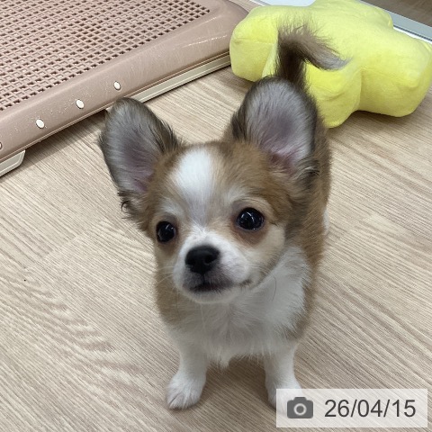 石川県のチワワ(ロング) (ペットプラス 白山店/2026年1月31日生まれ/男の子/レッドホワイト)の子犬の4枚目の画像