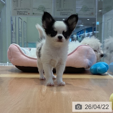 愛知県のチワワ(ロング) (ペットプラス 三好店/2026年2月8日生まれ/男の子/ホワイトブラッククリーム)の子犬の4枚目の画像