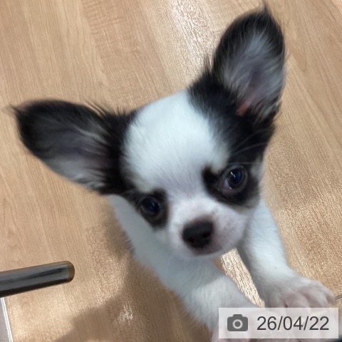 愛知県のチワワ(ロング) (ペットプラス 三好店/2026年2月8日生まれ/男の子/ホワイトブラッククリーム)の子犬の3枚目の画像