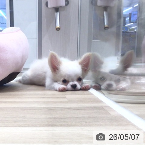 チワワの写真