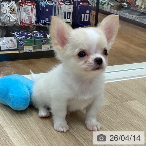 チワワの写真