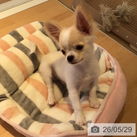 チワワの写真