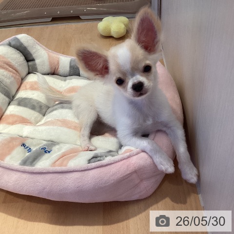 チワワの写真