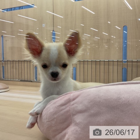 チワワの写真