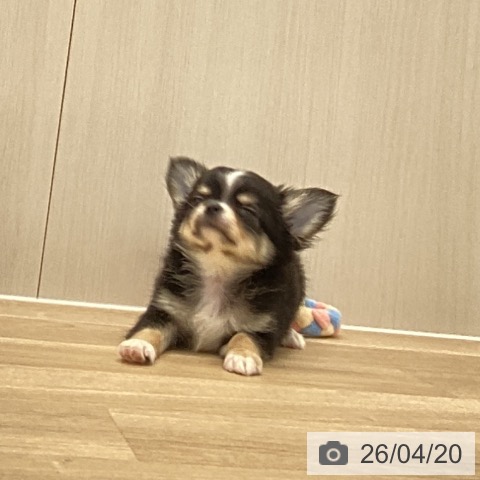 愛知県のチワワ(ロング) (ペットプラス 千音寺店/2026年2月10日生まれ/男の子/ブラックタンホワイト)の子犬の4枚目の画像