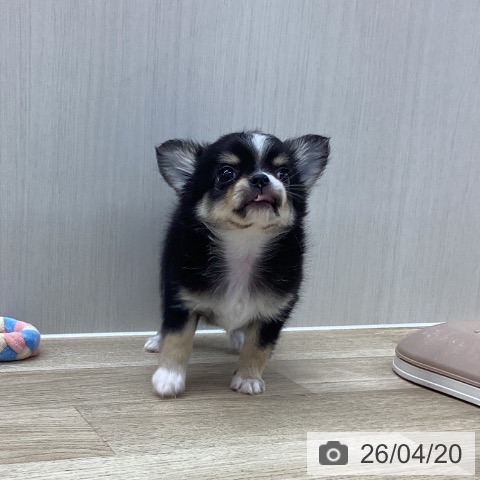 愛知県のチワワ(ロング) (ペットプラス 千音寺店/2026年2月10日生まれ/男の子/ブラックタンホワイト)の子犬の3枚目の画像