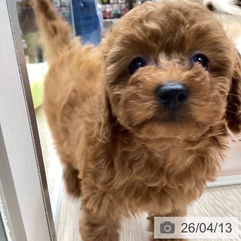 トイ・プードルの写真