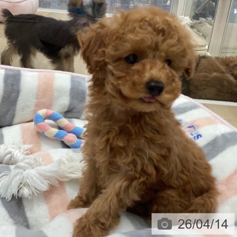 トイ・プードルの写真