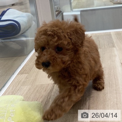 トイ・プードルの写真