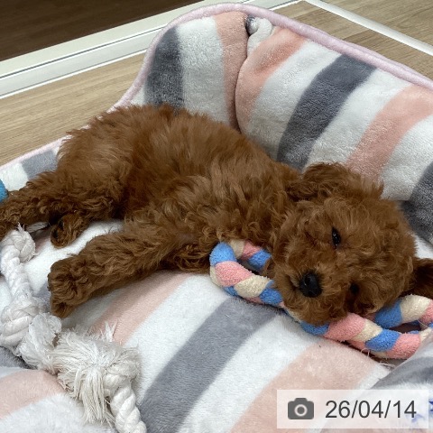 トイ・プードルの写真