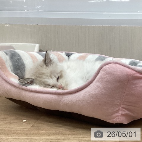 愛知県のラグドール (ペットプラス 豊橋牧野店/2026年2月8日生まれ/男の子/シールリンクスポイントバイカラー)の子猫の4枚目の画像