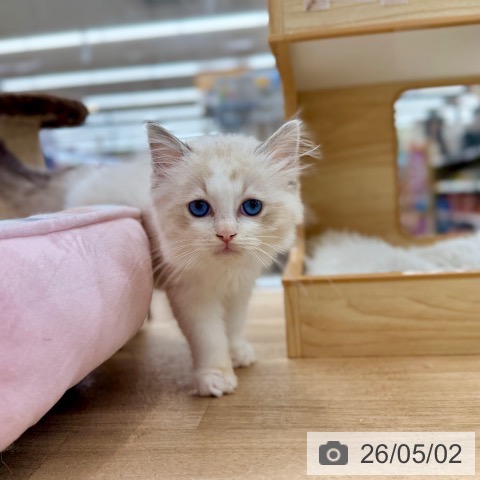 愛知県のラグドール (ペットプラス 豊橋牧野店/2026年2月8日生まれ/男の子/シールリンクスポイントバイカラー)の子猫の3枚目の画像