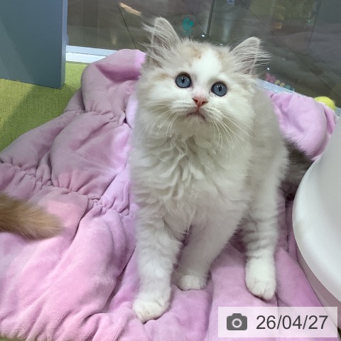熊本県のラグドール (ペットプラス 熊本店/2026年2月8日生まれ/男の子/シールリンクスポイントバイカラー)の子猫の3枚目の画像