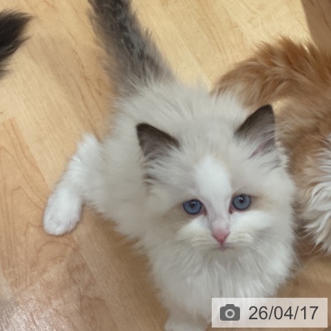 愛知県のラグドール (ペットプラス 名古屋茶屋店/2026年2月8日生まれ/女の子/シールポイントバイカラー)の子猫の4枚目の画像