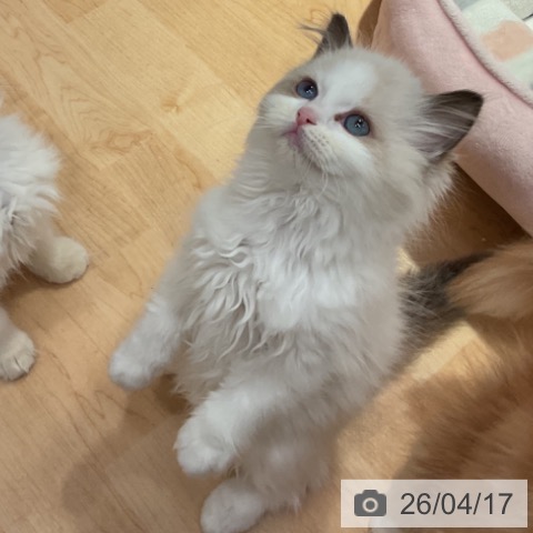 愛知県のラグドール (ペットプラス 名古屋茶屋店/2026年2月8日生まれ/女の子/シールポイントバイカラー)の子猫の3枚目の画像