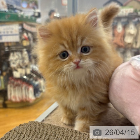 スコティッシュフォールドの写真